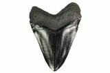 Giant, Fossil Megalodon Tooth - South Carolina #157850-2